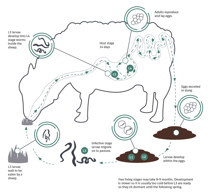 J17400-Anti-parasitic-Animations-sheep-gutworm-2-transparent J17400-Anti-parasitic-Animations-sheep-gutworm-2-transparent
