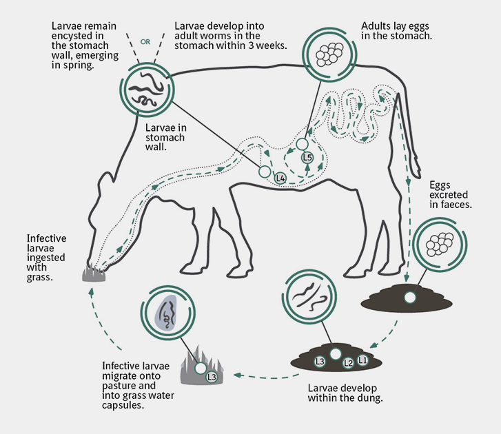 Lifecycle-Gutworm Lifecycle-Gutworm
