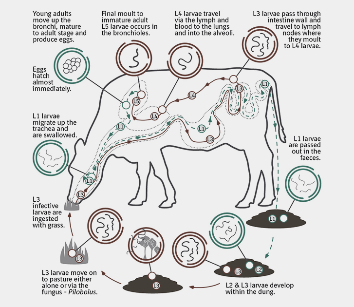 Lifecycle-Lungworm Lifecycle-Lungworm