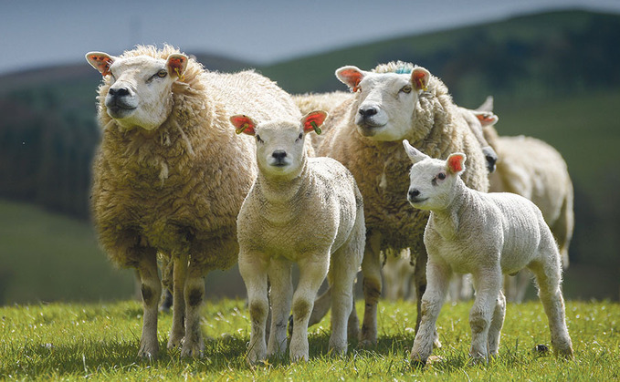 Dyfed-Powys Police said they had been called to four incidents in just under two weeks involving livestock attacks and an incident of theft Dyfed-Powys Police said they had been called to four incidents in just under two weeks involving livestock attacks and an incident of theft