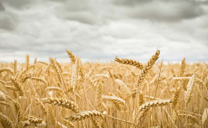 Low yellow rust pressure effect seen in wheat yields