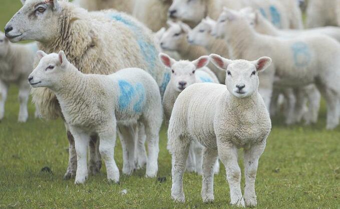 Police said the lambs were thought to be stolebn between June 30 and July 21 Police said the lambs were thought to be stolebn between June 30 and July 21
