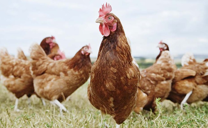 North Wales Police said the dog had been off its lead when it killed the chickens North Wales Police said the dog had been off its lead when it killed the chickens