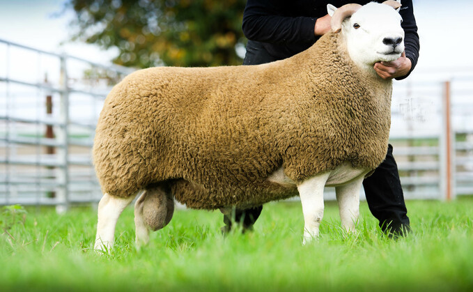 Ram from R H Paton, Castle Crawford which sold for £18,000 Ram from R H Paton, Castle Crawford which sold for £18,000