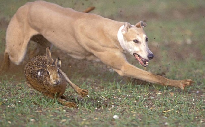 Hampshire Police said five men had been caught hare coursing in Hampshire back in January Hampshire Police said five men had been caught hare coursing in Hampshire back in January