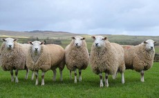 NSA 'calls out' festive film sheep worrying scene