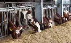 Ayrshire herd providing the milk