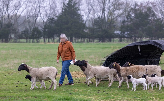 Lauri has found a niche market for her flock Lauri has found a niche market for her flock