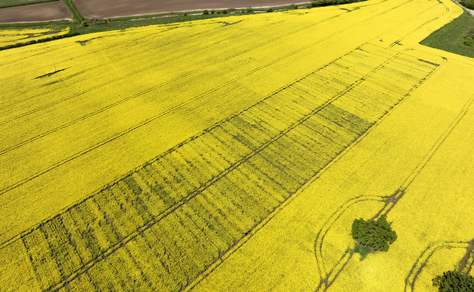 OSR continues to be seen as an 'integral' break crop, according to a new study OSR continues to be seen as an 'integral' break crop, according to a new study