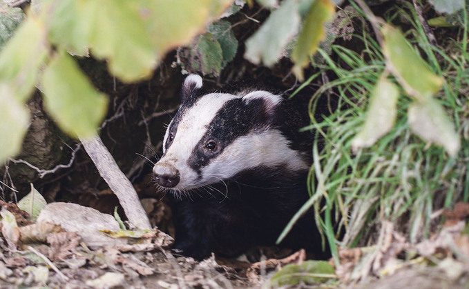Badger culling will continue in England. Badger culling will continue in England.
