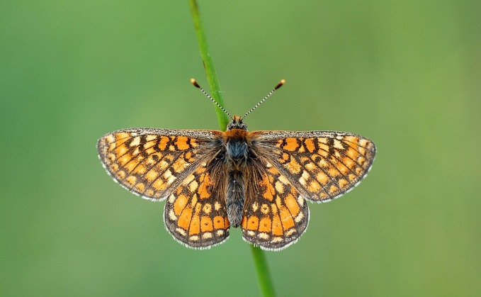 The Butterfly Conservation said it was concerned climate change had affected the number of butterflies in the UK The Butterfly Conservation said it was concerned climate change had affected the number of butterflies in the UK