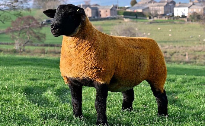 Avon and Somerset Police said some of the sheep stolen were believed to be Suffolks Avon and Somerset Police said some of the sheep stolen were believed to be Suffolks