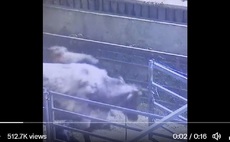 NFU chief praises farmer after cow attack