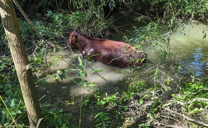 The cow had sustained an injury to her shoulder and neck from what is believed to have been a dog attack (RSPCA) The cow had sustained an injury to her shoulder and neck from what is believed to have been a dog attack (RSPCA)