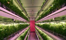 Aeroponic techniques offer vitamin B12 boost