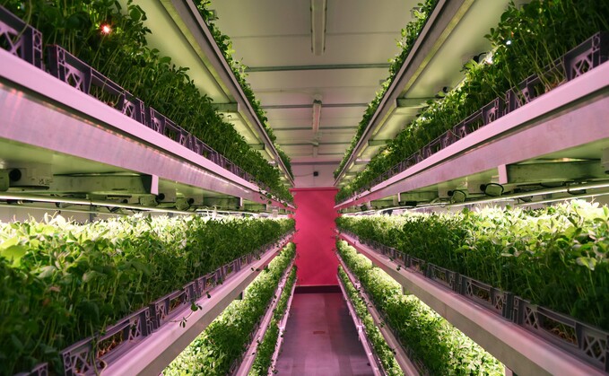 New technology has been used to boost pea shoots New technology has been used to boost pea shoots