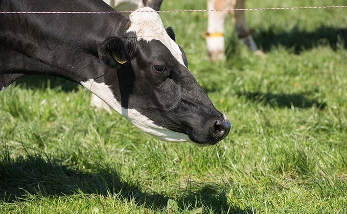 From the editor: A challenging summer for dairy farmers