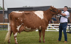 GREAT YORKSHIRE SHOW: Dairy Shorthorn takes top honours 
