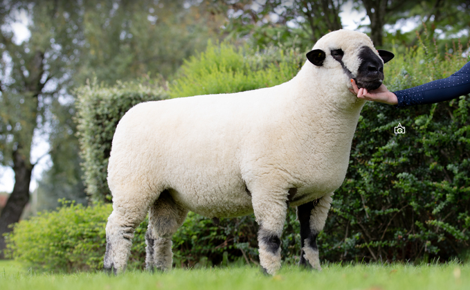 Seawell shearling ram which sold for 2,500gns Seawell shearling ram which sold for 2,500gns