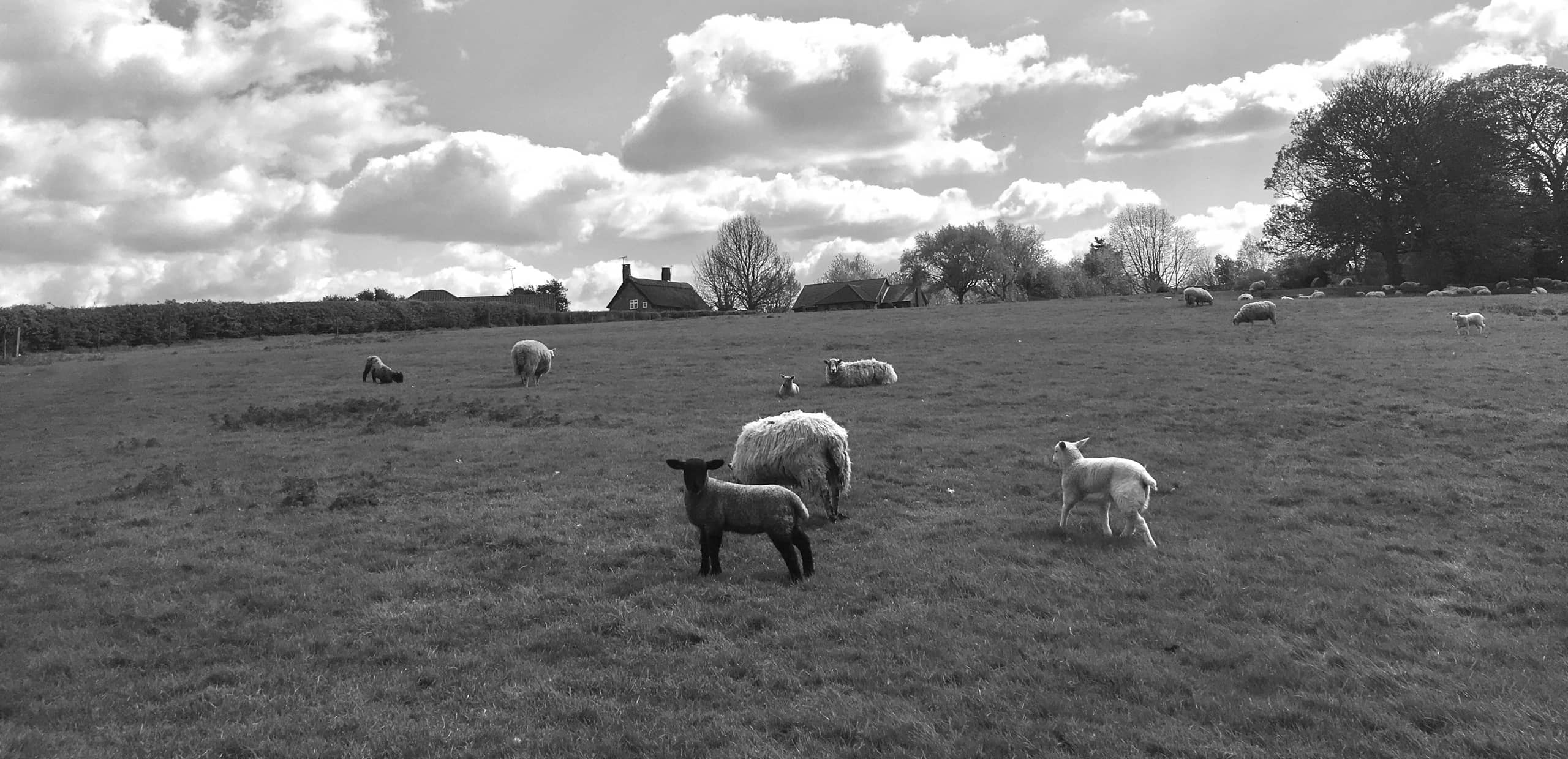 IMG_5277 copyright Rebecca Dawson B&W IMG_5277 copyright Rebecca Dawson B&W