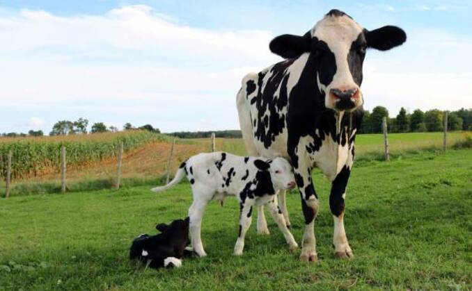 Maximise grassland productivity to offset higher fertiliser costs
