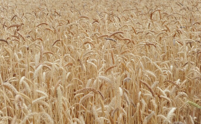 Oak Farm population of wheat Oak Farm population of wheat