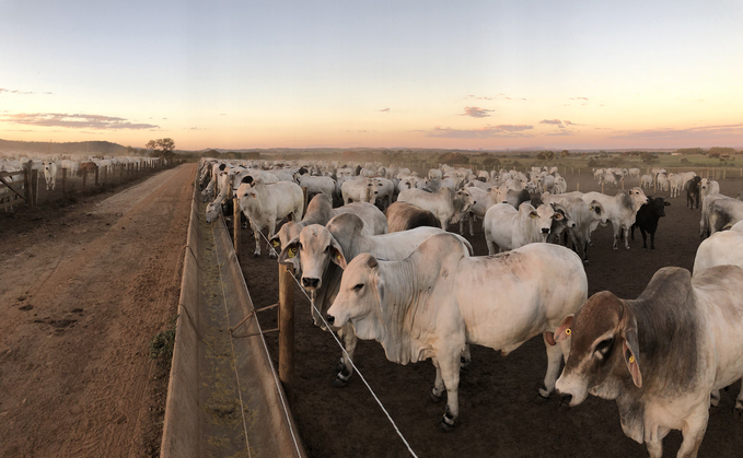 Brazilian beef production grows