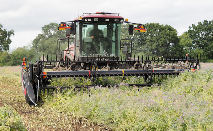 G.W Wilson makes use of a self-propelled MacDon swather to cut borage grown on contract in addition to preparing the farm's own OSR for harvest. G.W Wilson makes use of a self-propelled MacDon swather to cut borage grown on contract in addition to preparing the farm's own OSR for harvest.