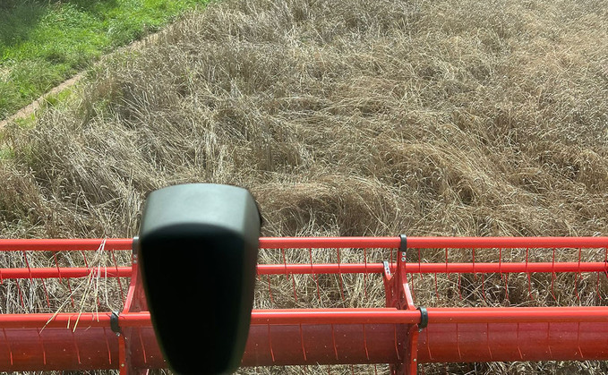 A view of Richard’s Payne’s damaged wheat at his farm A view of Richard’s Payne’s damaged wheat at his farm