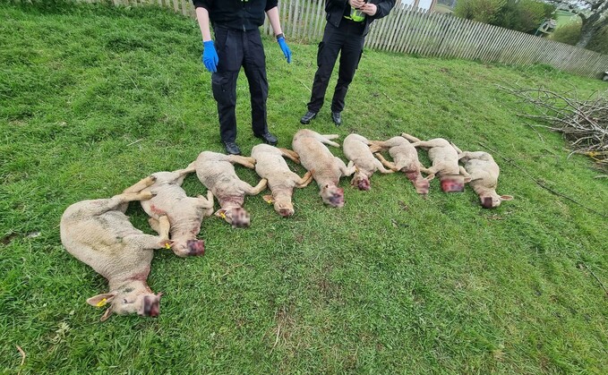 Jedburgh farmer Robert Whittaker said he was saddened by the attack on his pedigree Charollais sheep by a dog in May which left them with 'horrific damage' Jedburgh farmer Robert Whittaker said he was saddened by the attack on his pedigree Charollais sheep by a dog in May which left them with 'horrific damage'