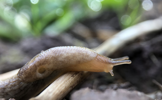 The use of silicon make crops more resilient to slugs and pests The use of silicon make crops more resilient to slugs and pests