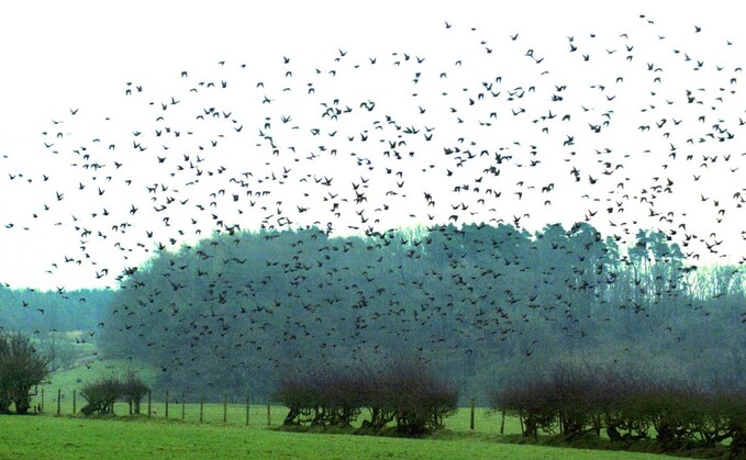 Costal birds pose avian influenza risk for commercial flocks
