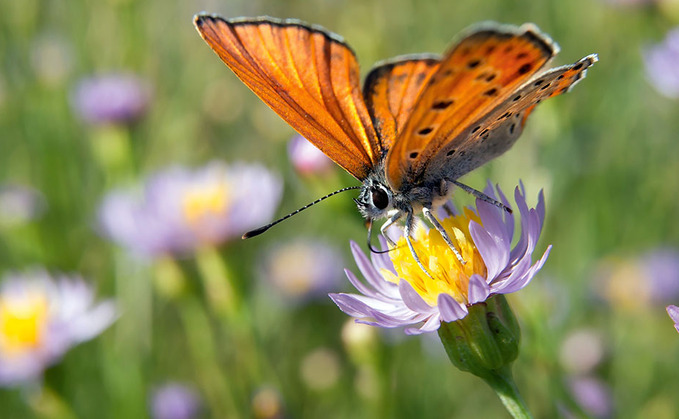 Increasing biodiversity was seen as a big benefit of regenerative farming Increasing biodiversity was seen as a big benefit of regenerative farming
