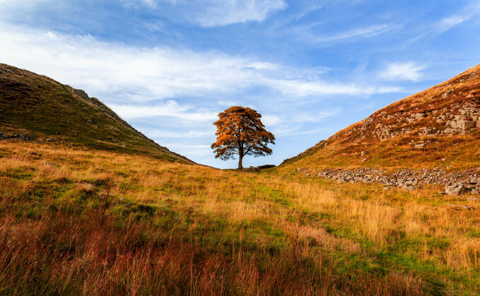 The National Trust has removed a sapling planted as a sign of hope after the Sycamore Gap tree felling The National Trust has removed a sapling planted as a sign of hope after the Sycamore Gap tree felling