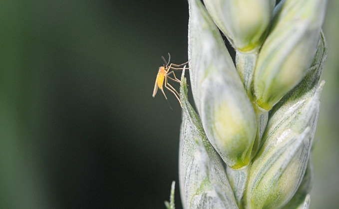 Lemon blossom midge Lemon blossom midge